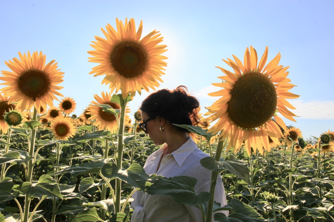 Campi Di Girasole Foto