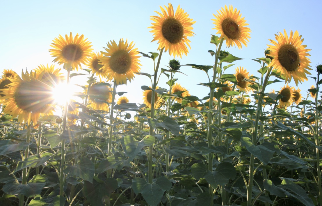 Campi Di Girasole Foto