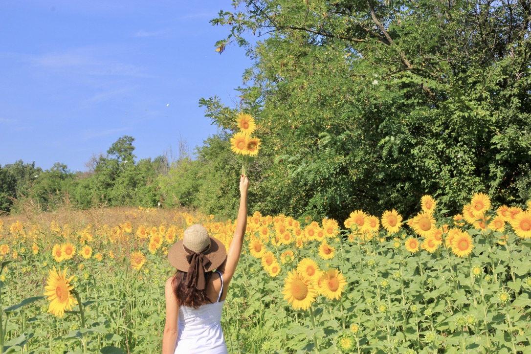 Campi Di Girasole Foto