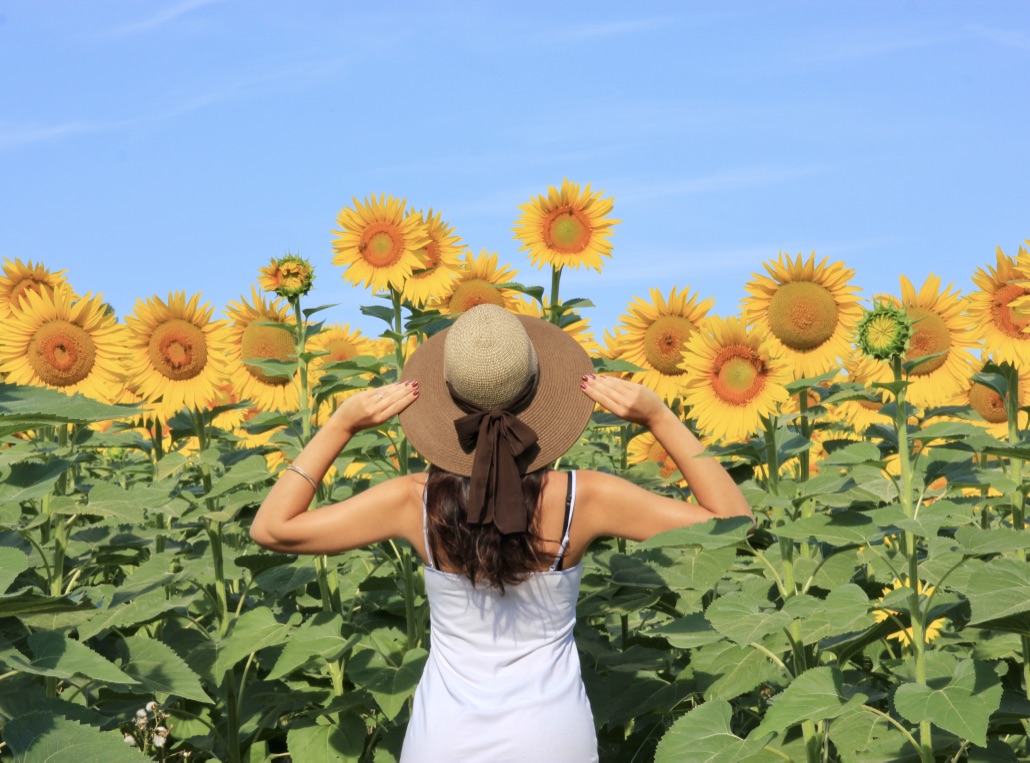 Campi Di Girasole Foto