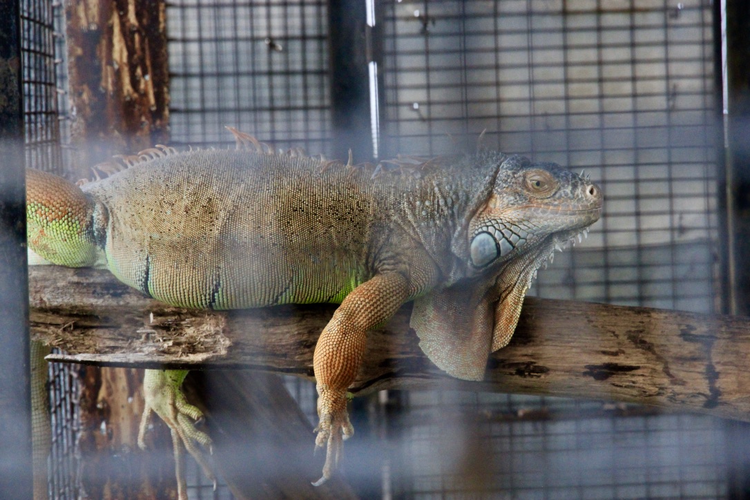 Iguana, Malesia