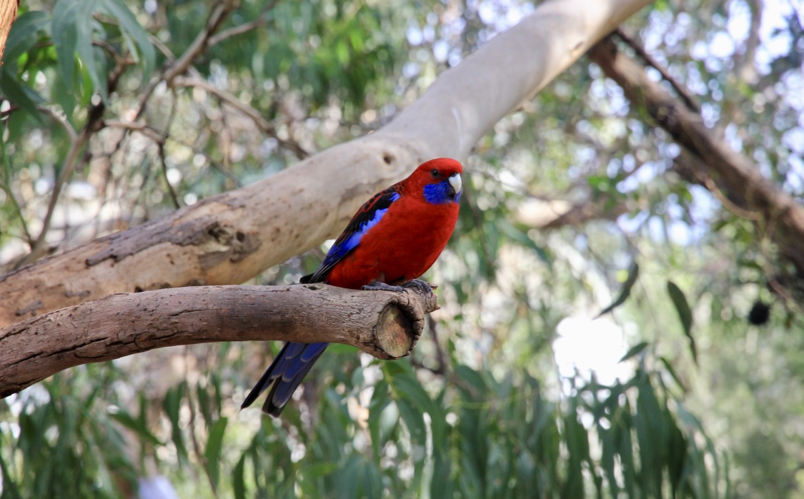 Animali australiani