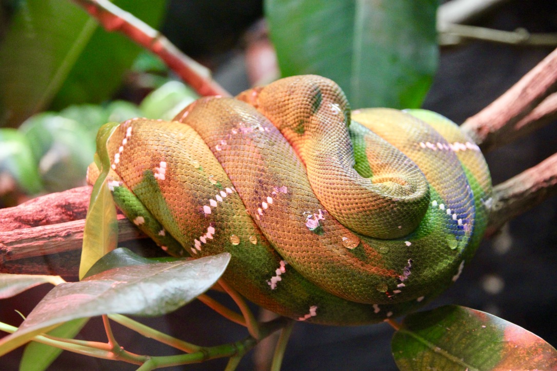 Serpenti in Australia