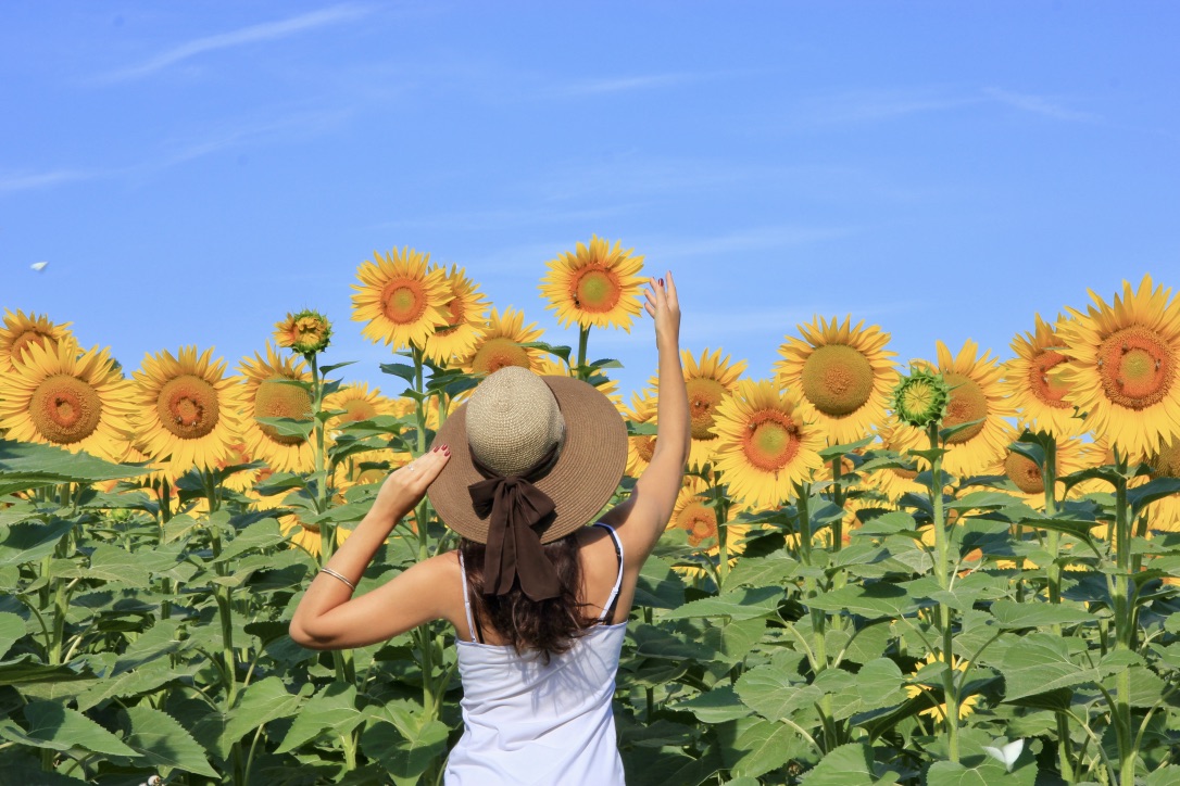 Campo di girasoli, Italia