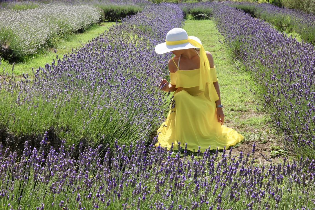 Campo di lavanda, Umbria