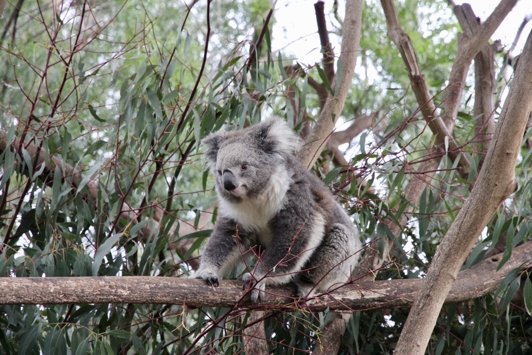 Koala, Australia