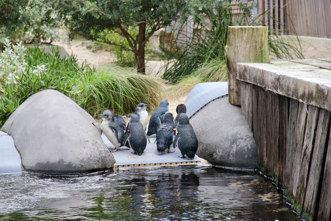 Pinguini, Australia