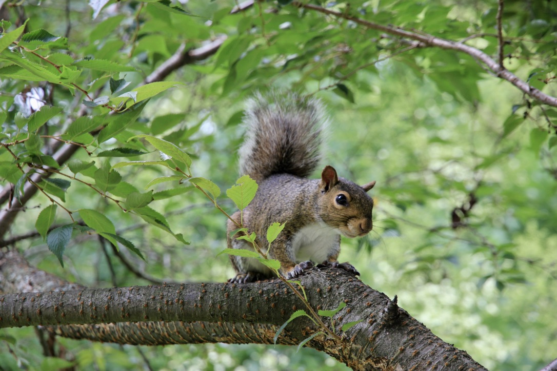 Scoiattolo, Central Park, New York