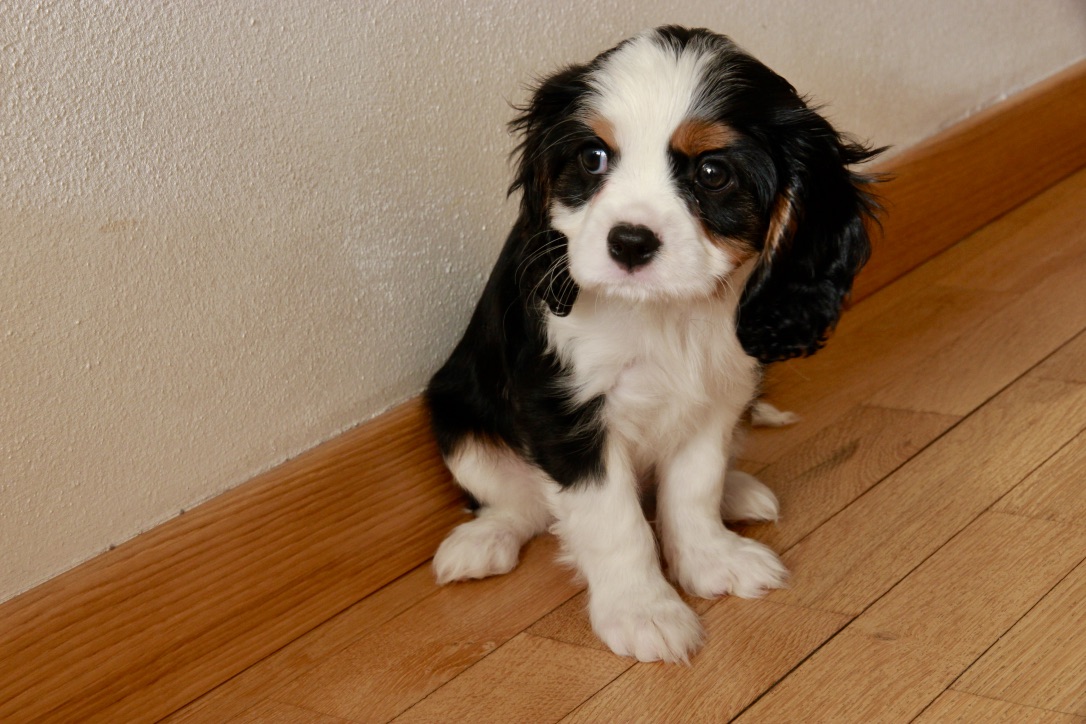 Charlie, il nostro regalo di Natale