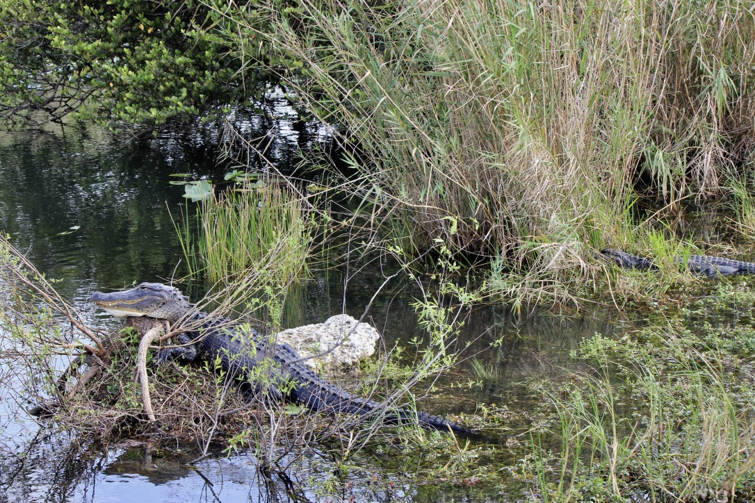 Come visitare le Everglades