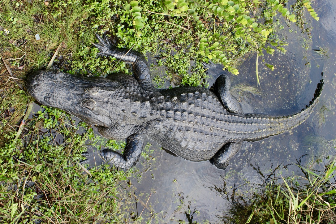 Everglades, alligatori e coccodrilli