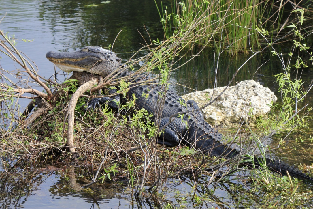 Everglades, come visitarle