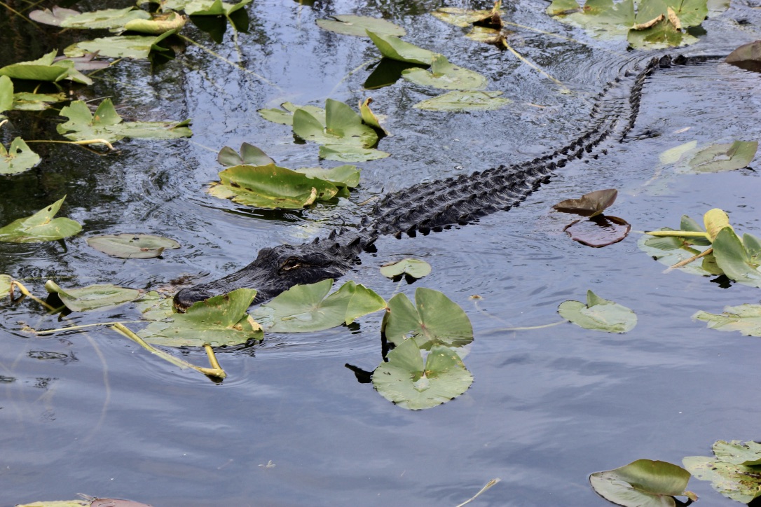 Alligatore alle Everglades