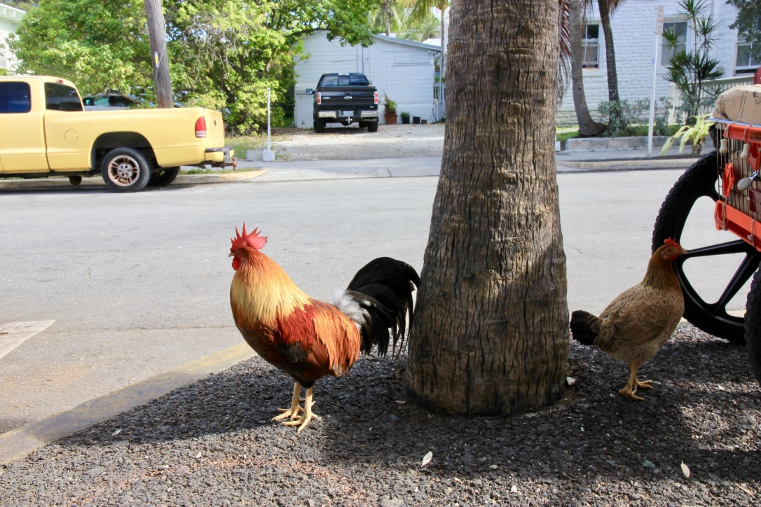 Galli per strada, Key West