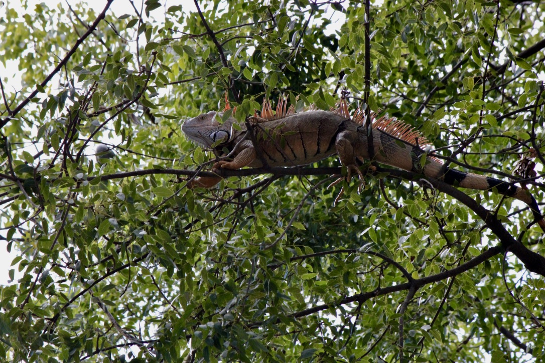 Iguana a Key West