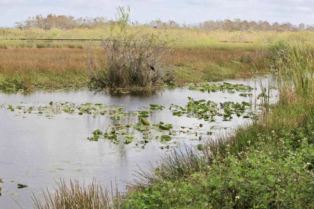 Le Everglades, come visitarle