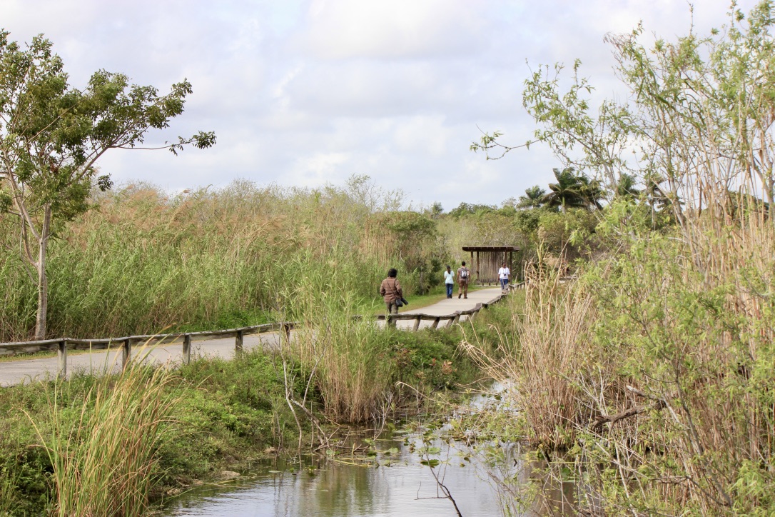 Everglades, come visitarle