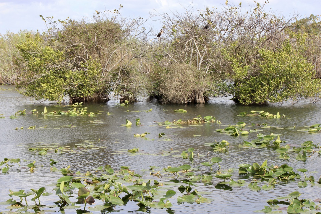 Come visitare le Everglades