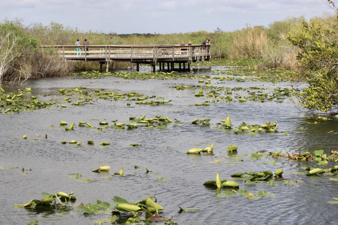 Everglades, come visitarle