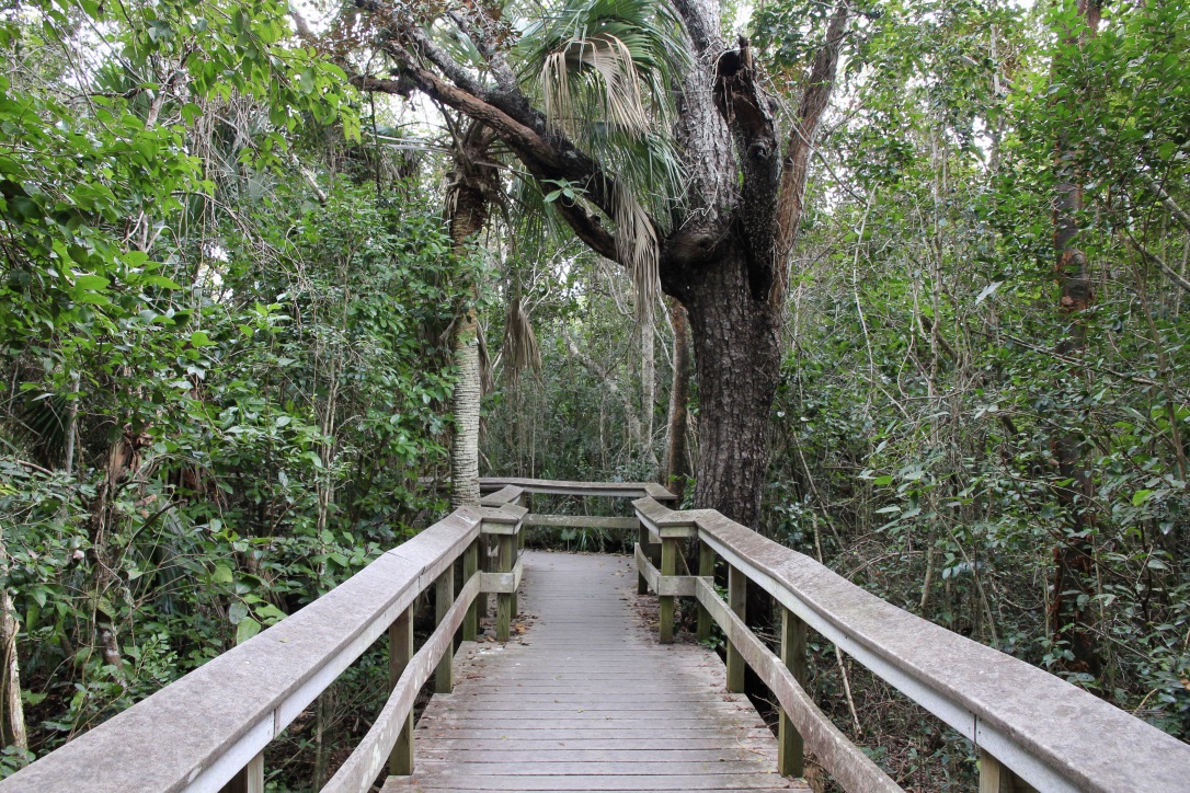 Foresta Everglades