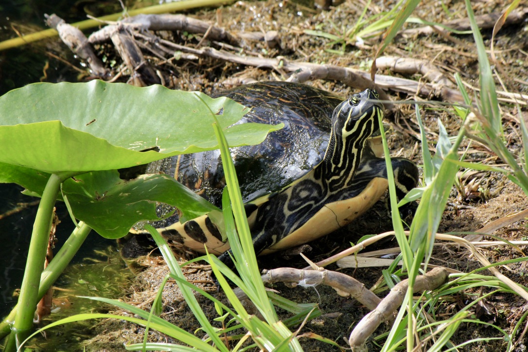 La fauna delle Everglades