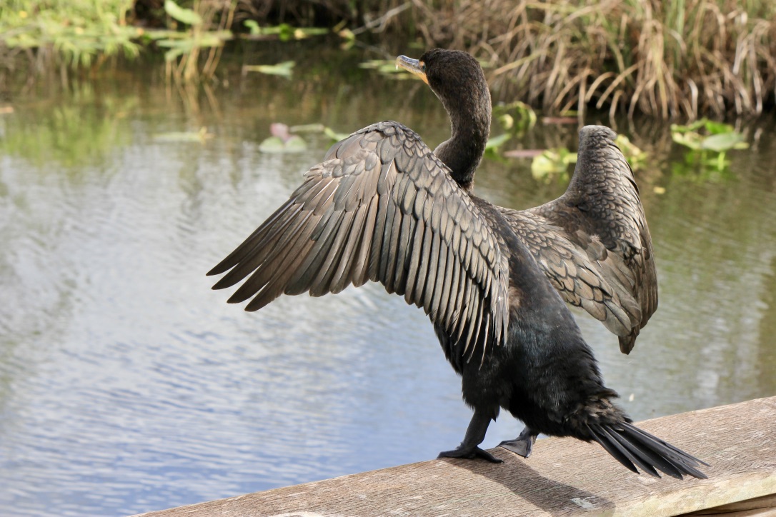 La fauna delle Everglades