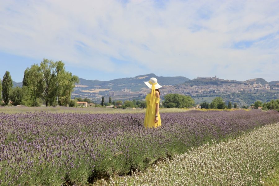 Campi di lavanda Assisi