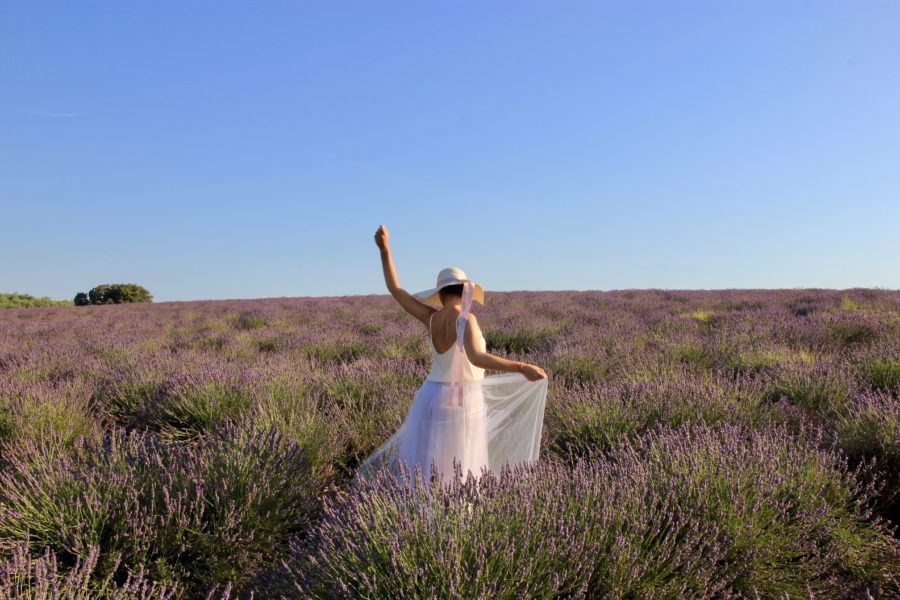 Fioritura della lavanda in Provenza