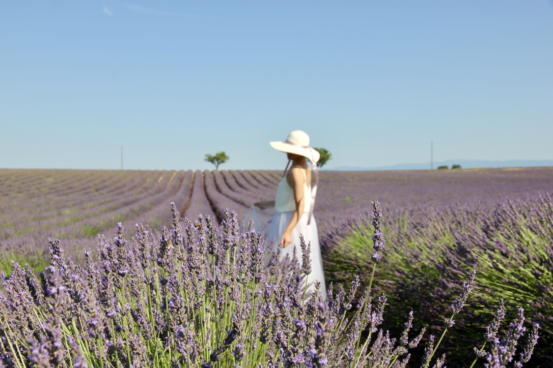 Campi di lavanda in Provenza