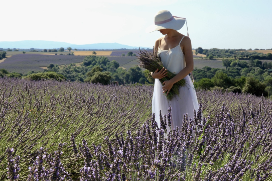 Valensole, fioritura della lavanda