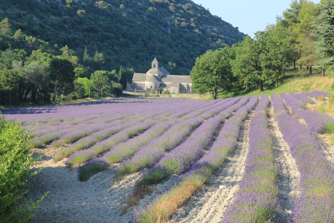 Abbazia di Senanque, Provenza