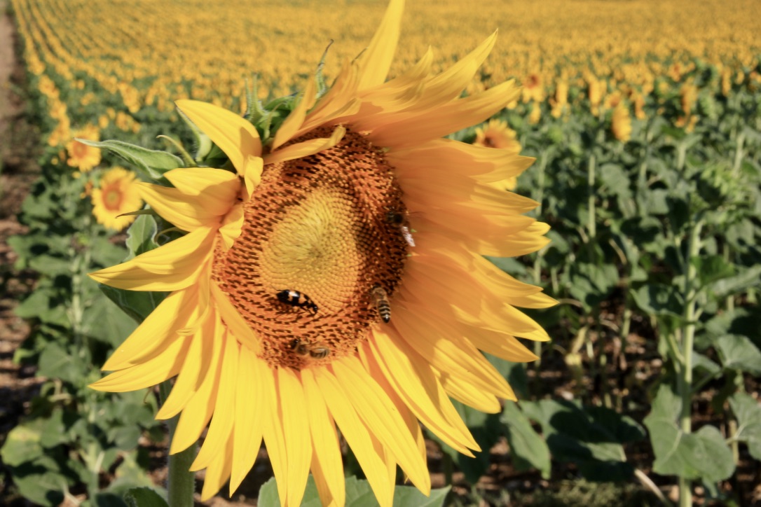 Girasoli in Francia