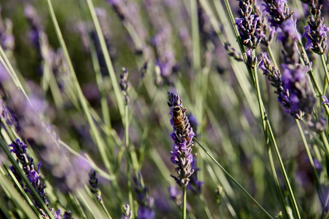 Lavanda in Provenza