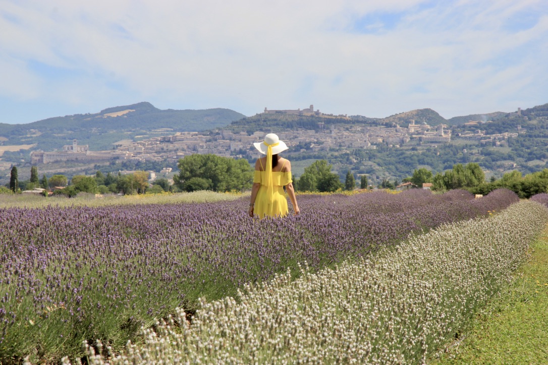 Campo di lavanda, Assisi
