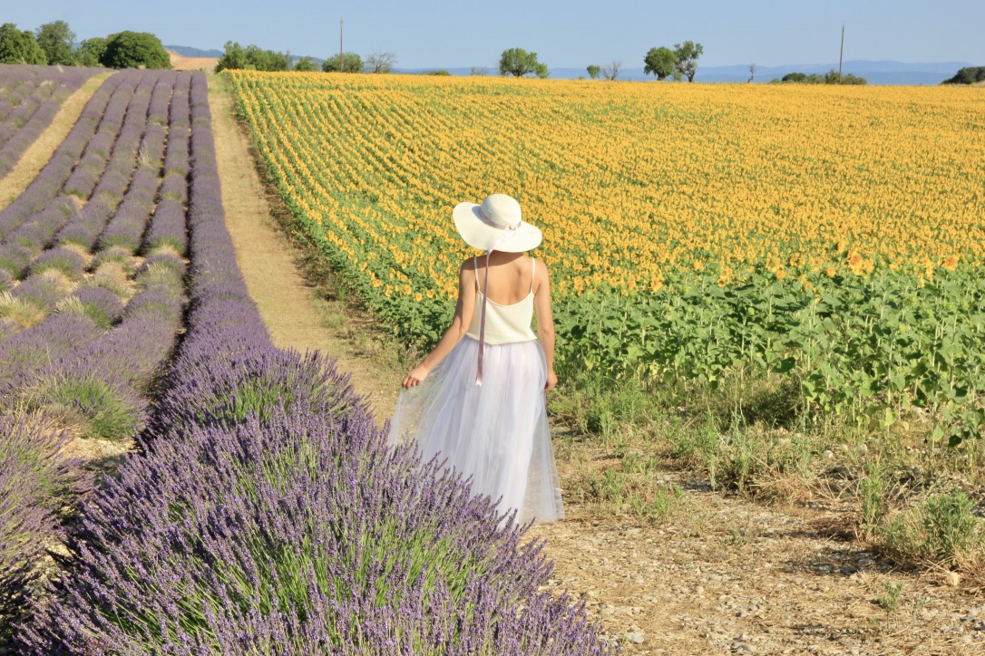 Campi di lavanda in Provenza