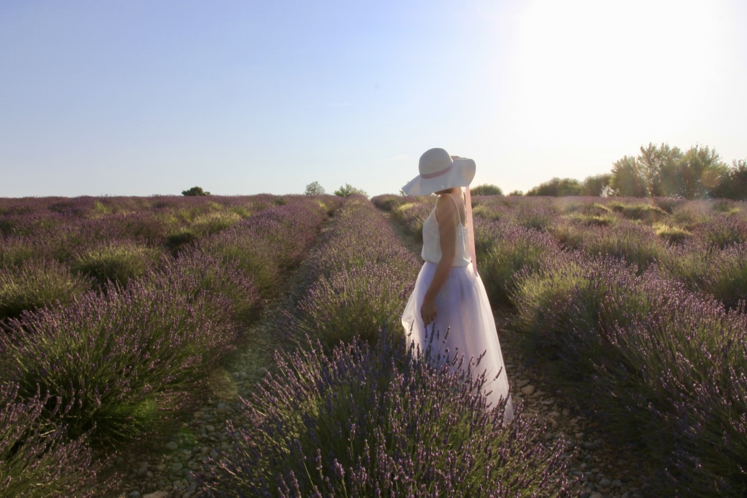 Campi di lavanda in Provenza