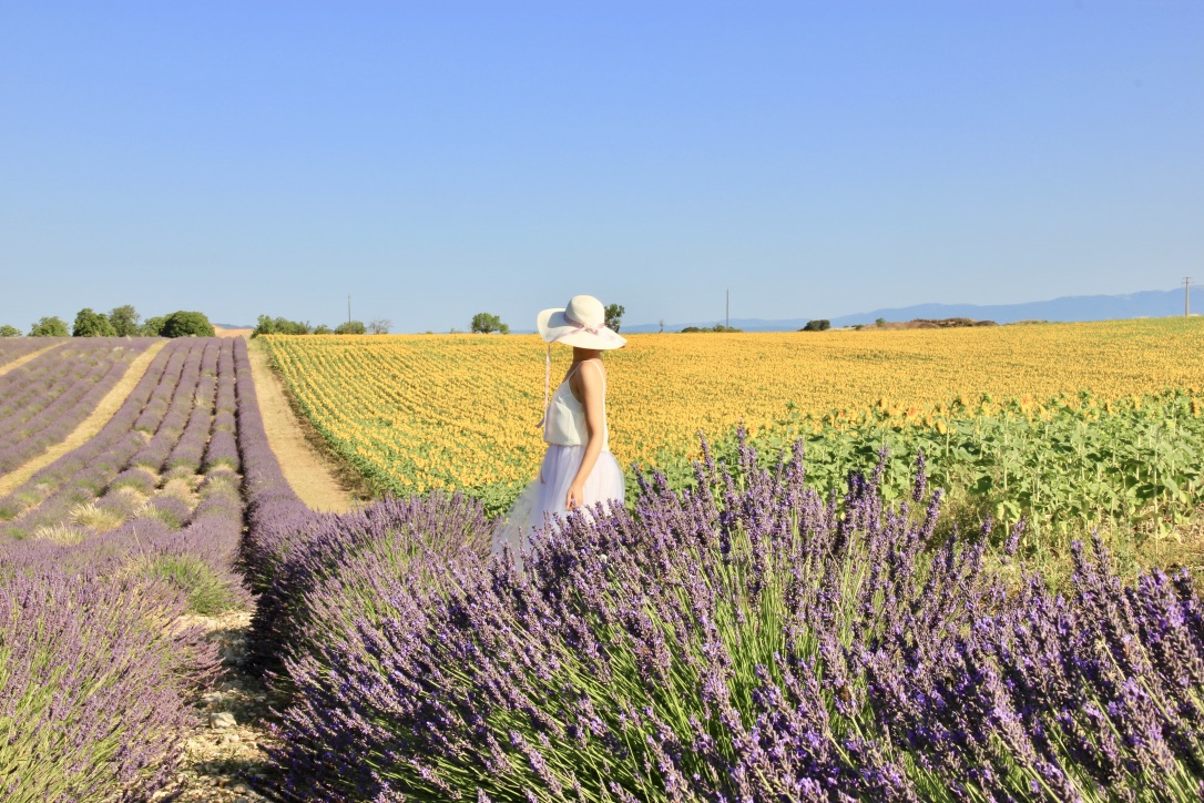 Campi di lavanda e di girasoli in Provenza