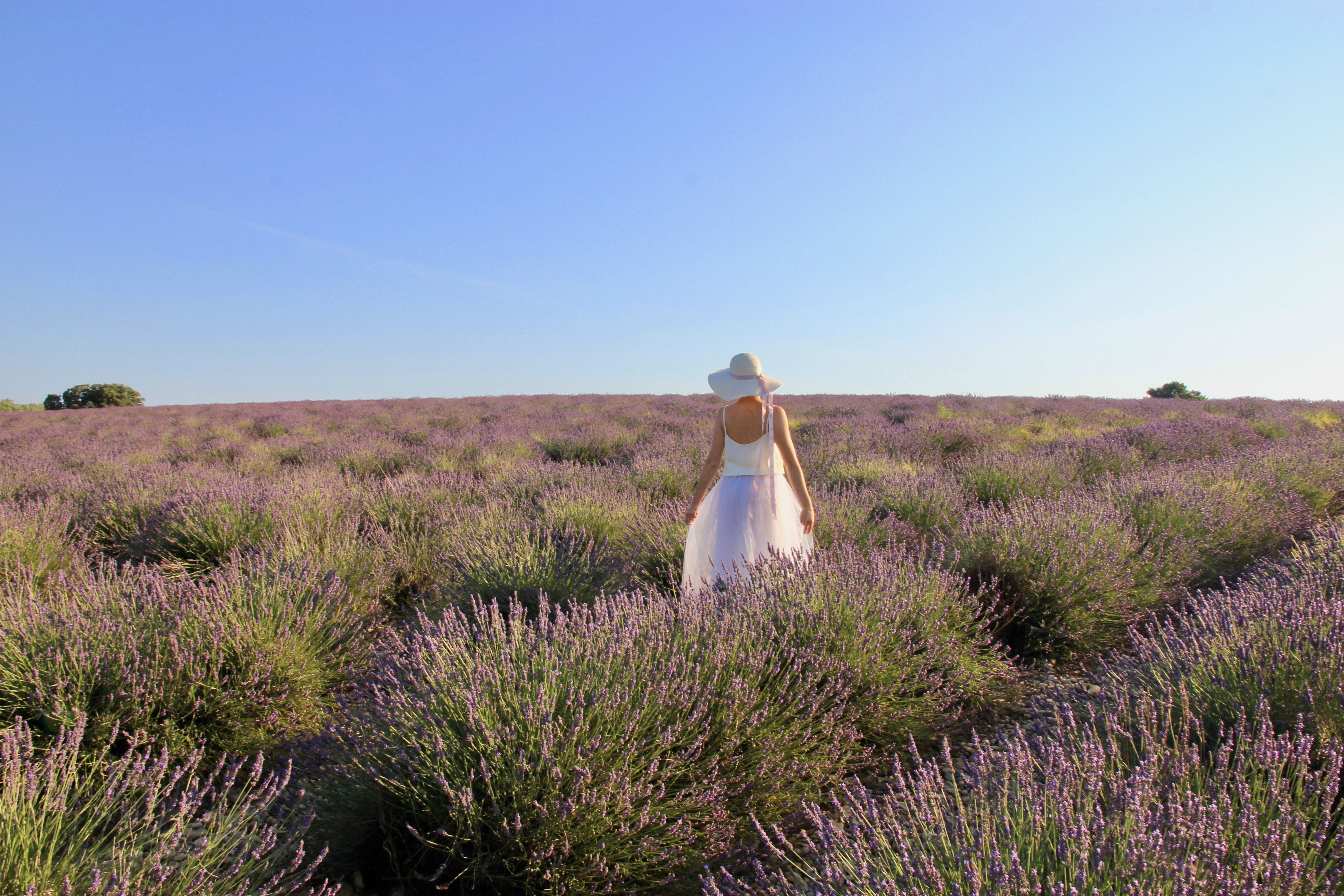 Campi di lavanda in Provenza