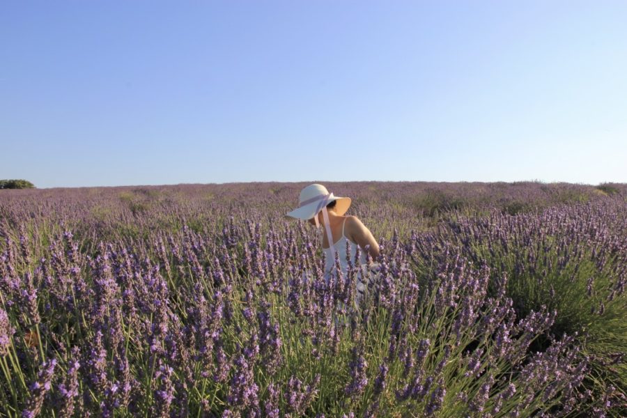 Campi di lavanda a Valensole