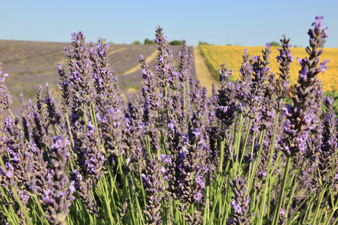 Campi di lavanda e di girasoli in Provenza