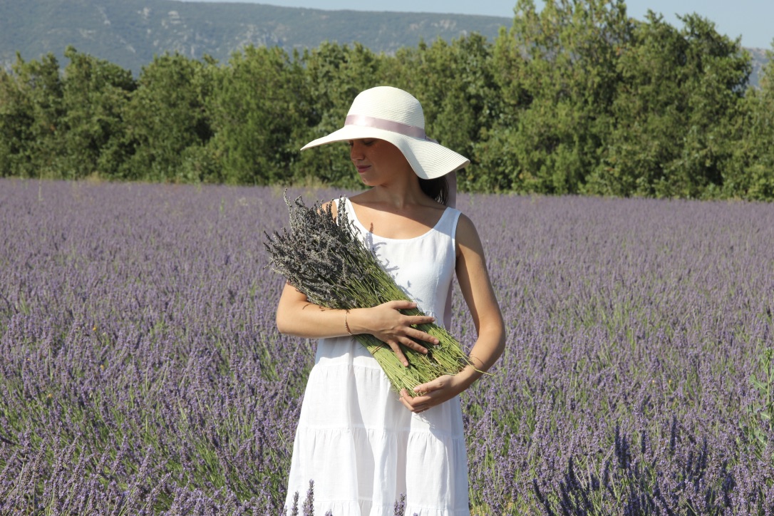 Fioritura della lavanda in Provenza