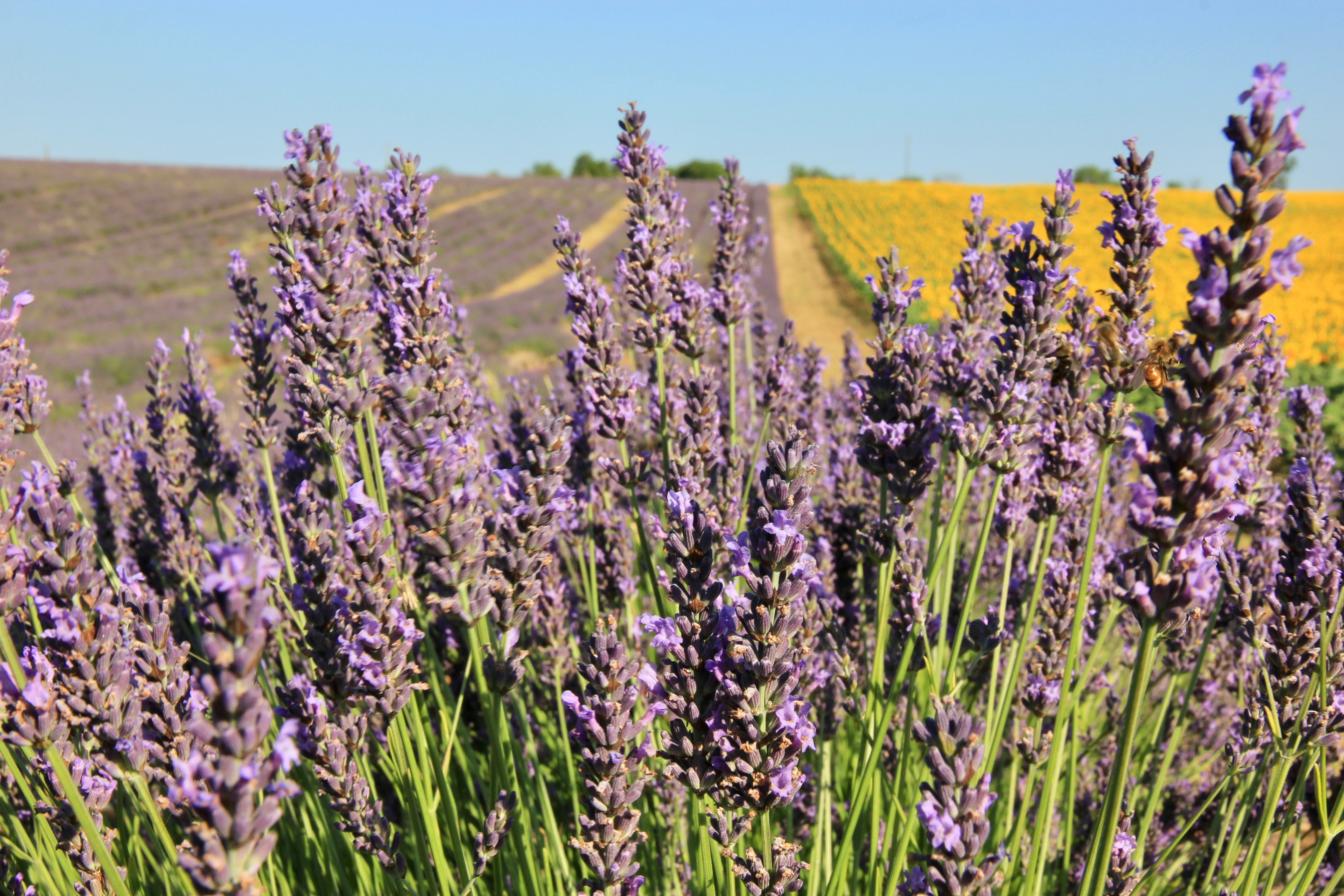 Fioritura della lavanda in Provenza