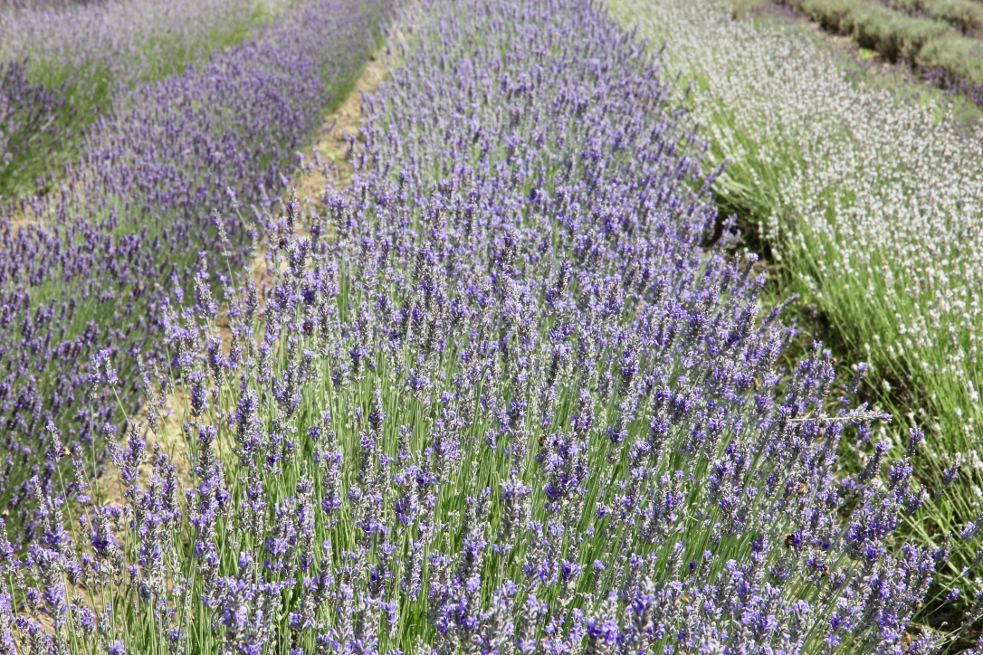 Lavandeto di Assisi, Umbria