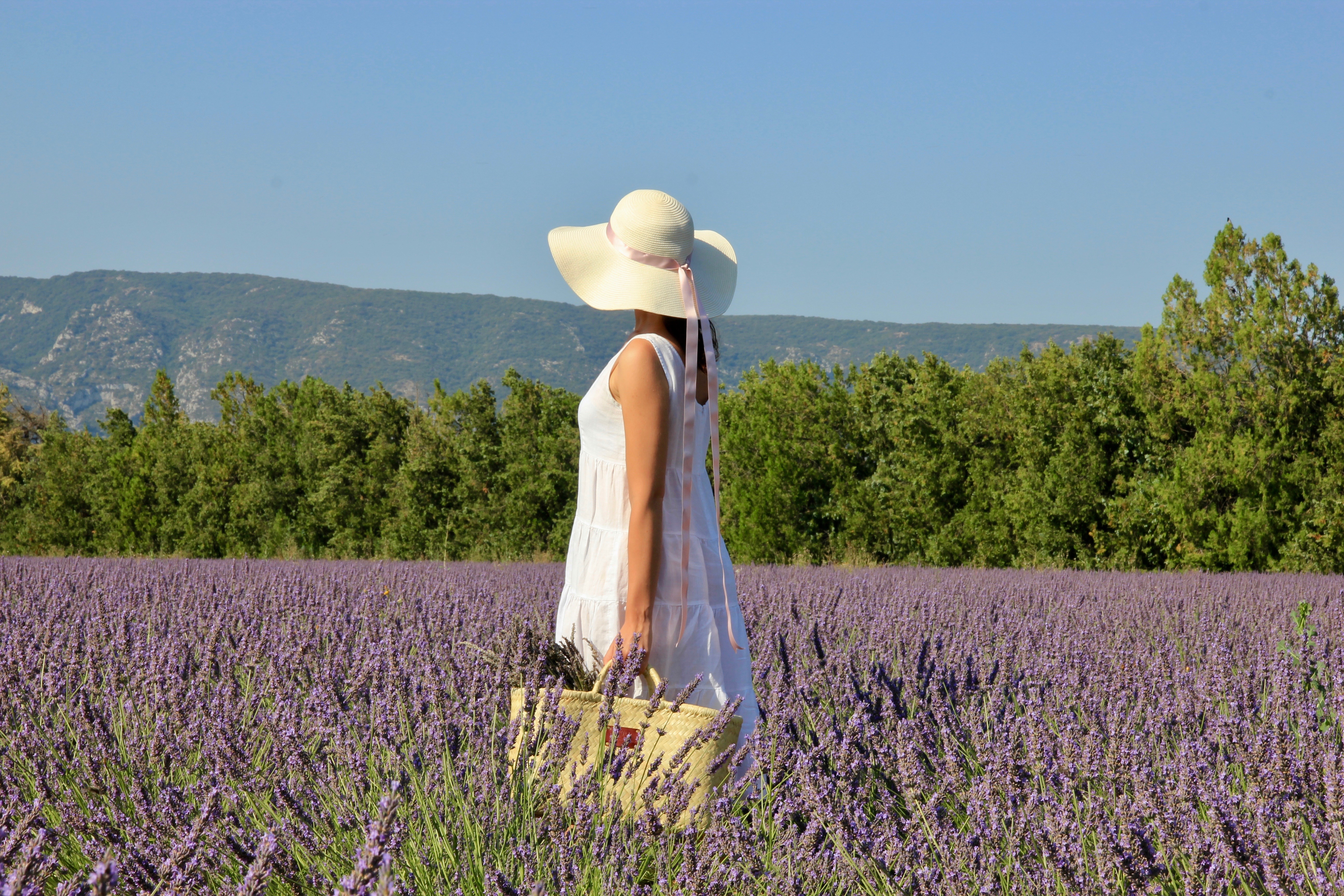 Lavanda in Provenza