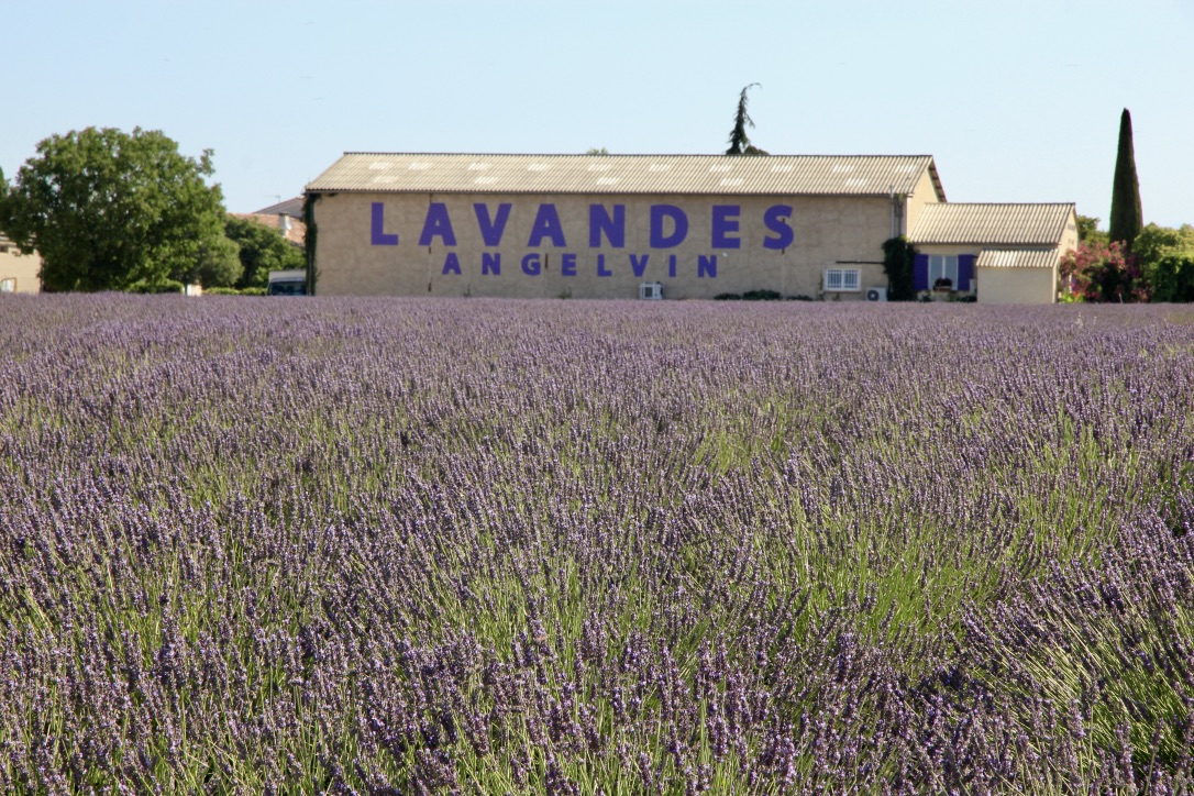 Campi di lavanda in Provenza