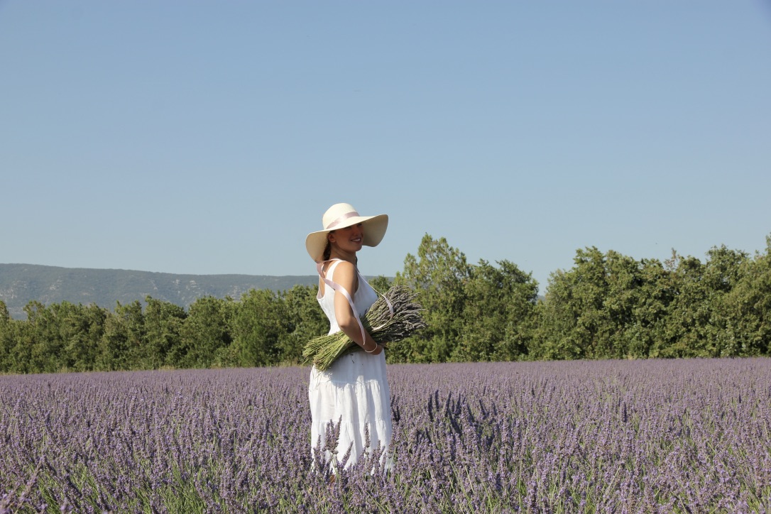 Campi di lavanda in Provenza