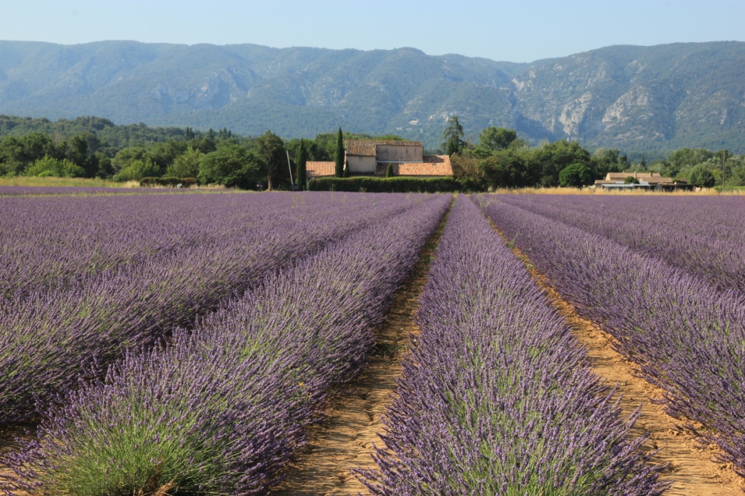 Provenza, campi di lavanda