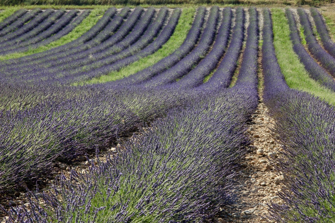 Campi di lavanda a Valensole