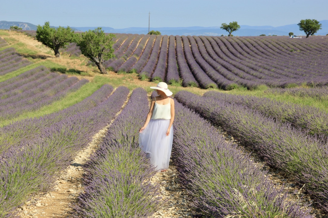 Valensole, campi di lavanda