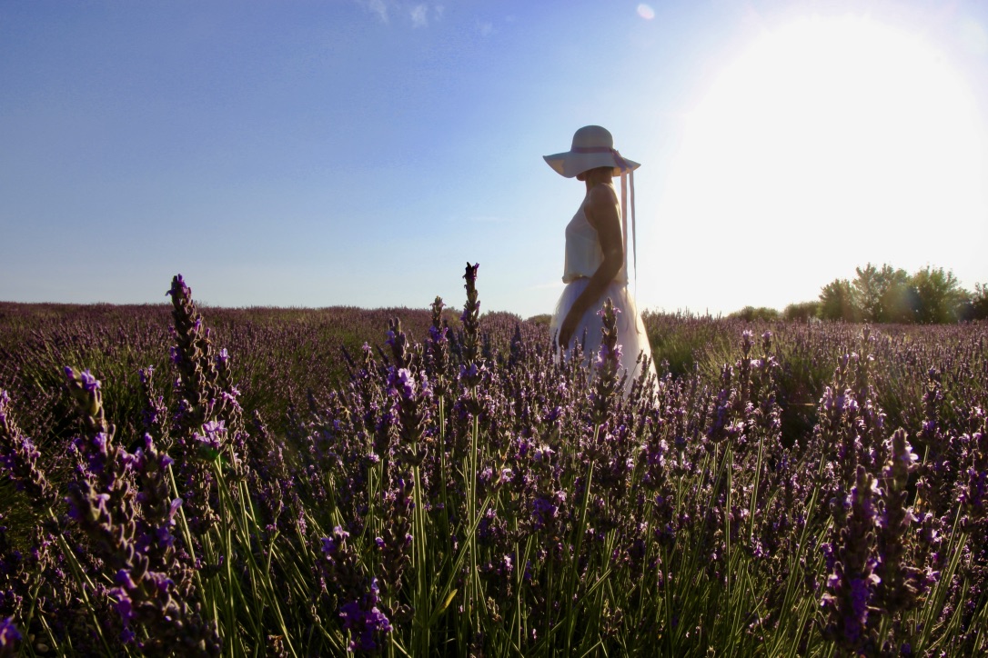 Valensole, campi di lavanda